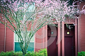 Typical front porch entrance of attached townhouse with blooming cherry in Seattle, WA