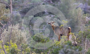 Typical goat in formentor, sierra de tramuntana in majorca