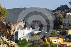 Typical goat in formentor, sierra de tramuntana in majorca