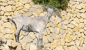 Typical goat in formentor, sierra de tramuntana in majorca