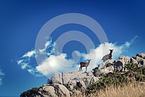 Typical goat in formentor, sierra de tramuntana in majorca