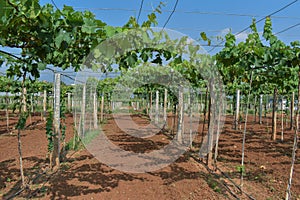 Typical grape farm view