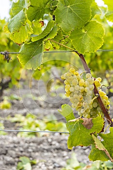 Typical grapes with botrytis cinerea for sweet wines, Sauternes, Bordeaux, Aquitaine, France