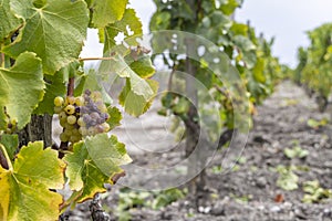 Typical grapes with botrytis cinerea for sweet wines, Sauternes, Bordeaux, Aquitaine, France photo