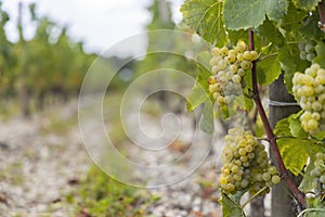 Typical grapes, Sauternes, Bordeaux, Aquitaine, France