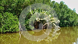 Typical greenery of Sri Lanka on the Bentota river bank