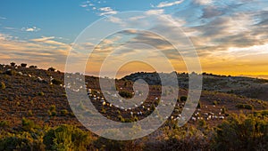 Sheep grazing during sunset at highlands