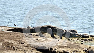 Typical High Walk of Crocodile
