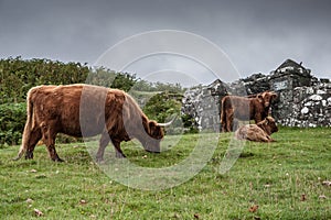 Typical Highlands cattle in Scotland