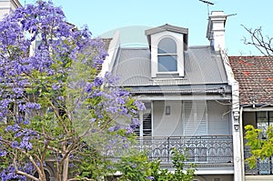 Typical historical Australian building with flowering jacaranda tree at the foreground