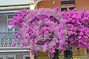 Typical historical Australian house with traditional balcony and bright pink tree in bloom at the foreground