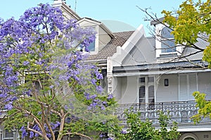 Typical historical Australian house with traditional balcony and flowering jacaranda tree at the foreground