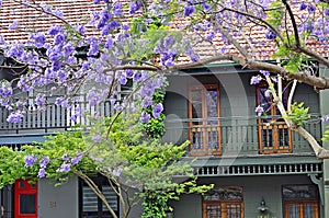 Typical historical Australian house with traditional balcony and flowering jacaranda tree at the foreground