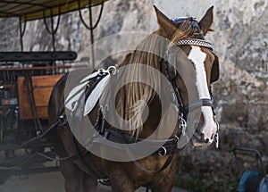 Typical horse-drawn carriage for tourist trips