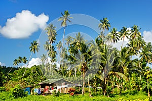 Typical house in Bouma village surrounded by palm trees on Taveuni Island, Fiji