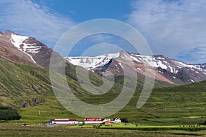 Typical Icelandic farm in the green valley underneath snowy mountains in Northern of Iceland