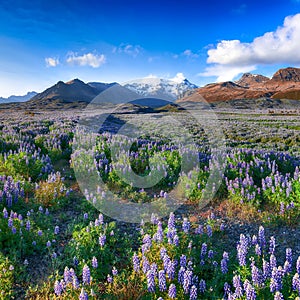 Typical Icelandic landscape with field of blooming lupine flowers