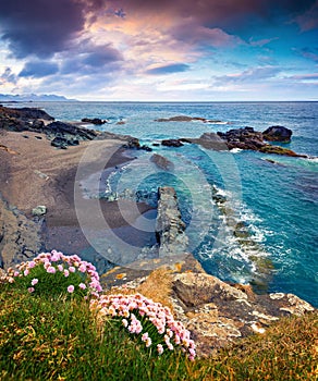 Typical Icelandic seascape with blooming pink flowers.