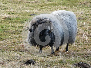 Typical Icelandic sheep photo