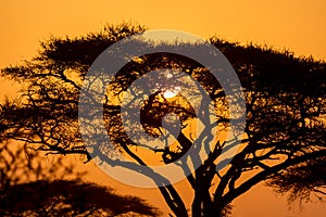 Typical iconic african sunset with acacia tree in Serengeti, Tanzania