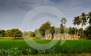 Typical idyllic landscape of a village of Bengal, copy space