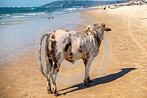 Typical indian holy cow watches at tourists on biggest beach in GOA province. Sunny day,