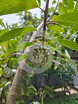 The typical Indonesian fruit of the srikaya fruit tree is round, bumpy photo