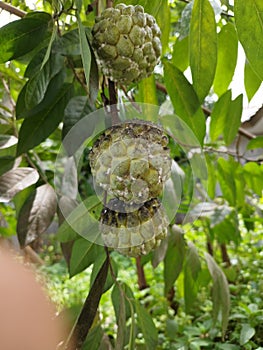 The typical Indonesian fruit of the srikaya fruit tree is round, bumpy photo