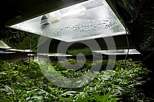 Typical indoor marijuana grow room with lights