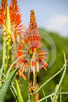 Typical inflorescence of the bitter aloe  Aloe ferox  in Pretoria, South Africa