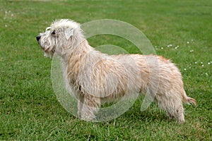 Typical Irish Glen Terrier on a green grass lawn