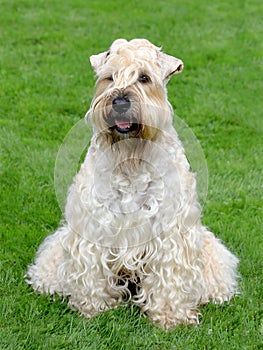 Typical Irish Soft Coated Wheaten Terrier in the garden