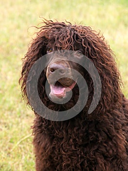 Typical Irish Water Spaniel on a green grass lawn