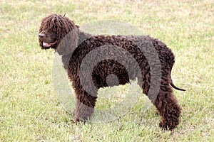 Typical Irish Water Spaniel on a green grass lawn
