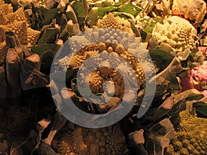 Typical italian vegetables the cabbages