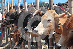 Typical Kurbani Cattle market