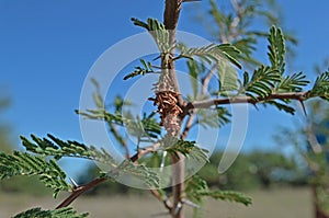 typical La Pampa tree