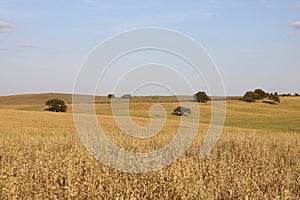 Typical landscape of alentejo.