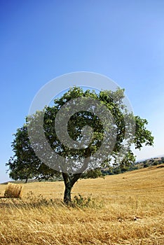 Typical landscape of the Alentejo.