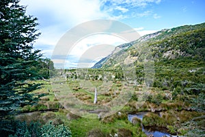 Typical landscape with dead trees in National Park Tierra del Fuego in Patagonia, Provincia de Tierra del Fuego, Argentina photo