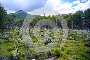 Dead trees in National Park Tierra del Fuego in Patagonia, Provincia de Tierra del Fuego, Argentina photo