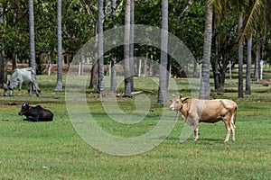 typical landscape of coconut palm plantations in Thailand.