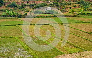 Typical landscape of Madagascar flat wet rice fields in foreground, small hills background