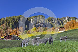 Typical landscape near DamÃ¼ls, Bregenzer Wald, Bregenz district, Vorarlberg, Austria