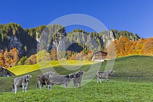 Typical landscape near DamÃ¼ls, Bregenzer Wald, Bregenz district, Vorarlberg, Austria