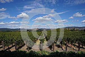 Typical landscape with rows of grapes in the wine growing region of Napa Valley