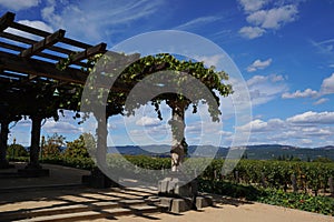 Typical landscape with rows of grapes in the wine growing region of Napa Valley