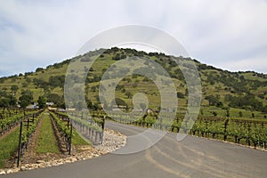 Typical landscape with rows of grapes in the wine growing region of Napa Valley
