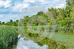 Typical landscape at swamp area of Imperial Pond Carska bara, large natural habitat for birds and other animals from Serbia