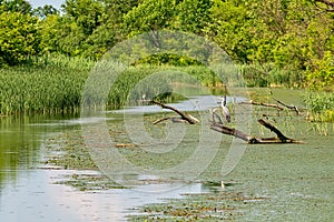 Typical landscape at swamp area of Imperial Pond Carska bara, large natural habitat for birds and other animals from Serbia. Wad